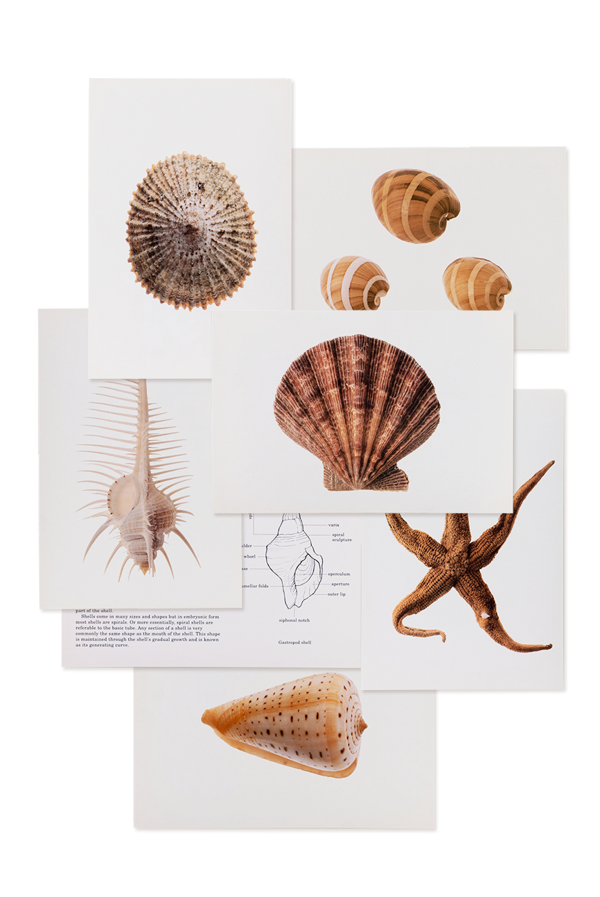 Encyclopedia Series Postcards - Seashells