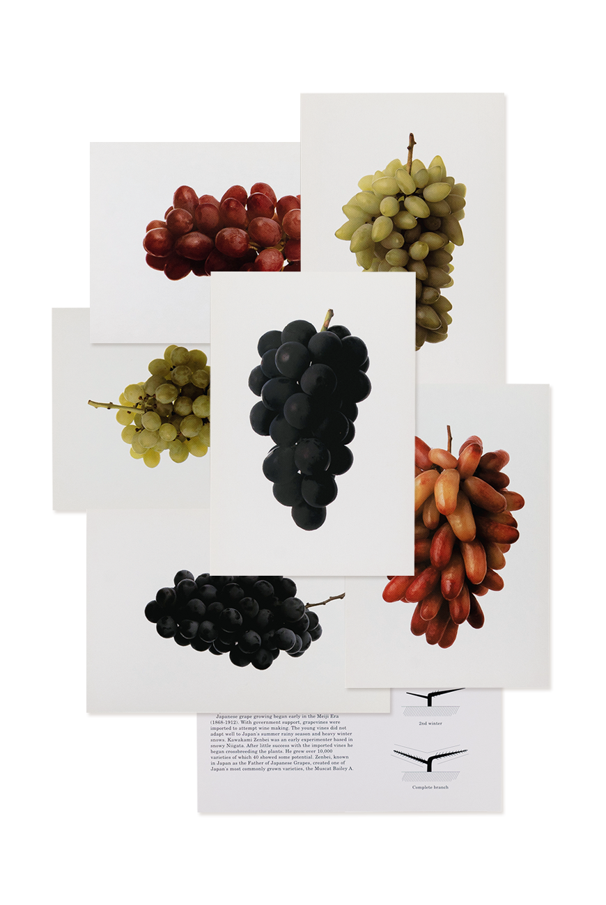 Encyclopedia Series Postcards - Grapes
