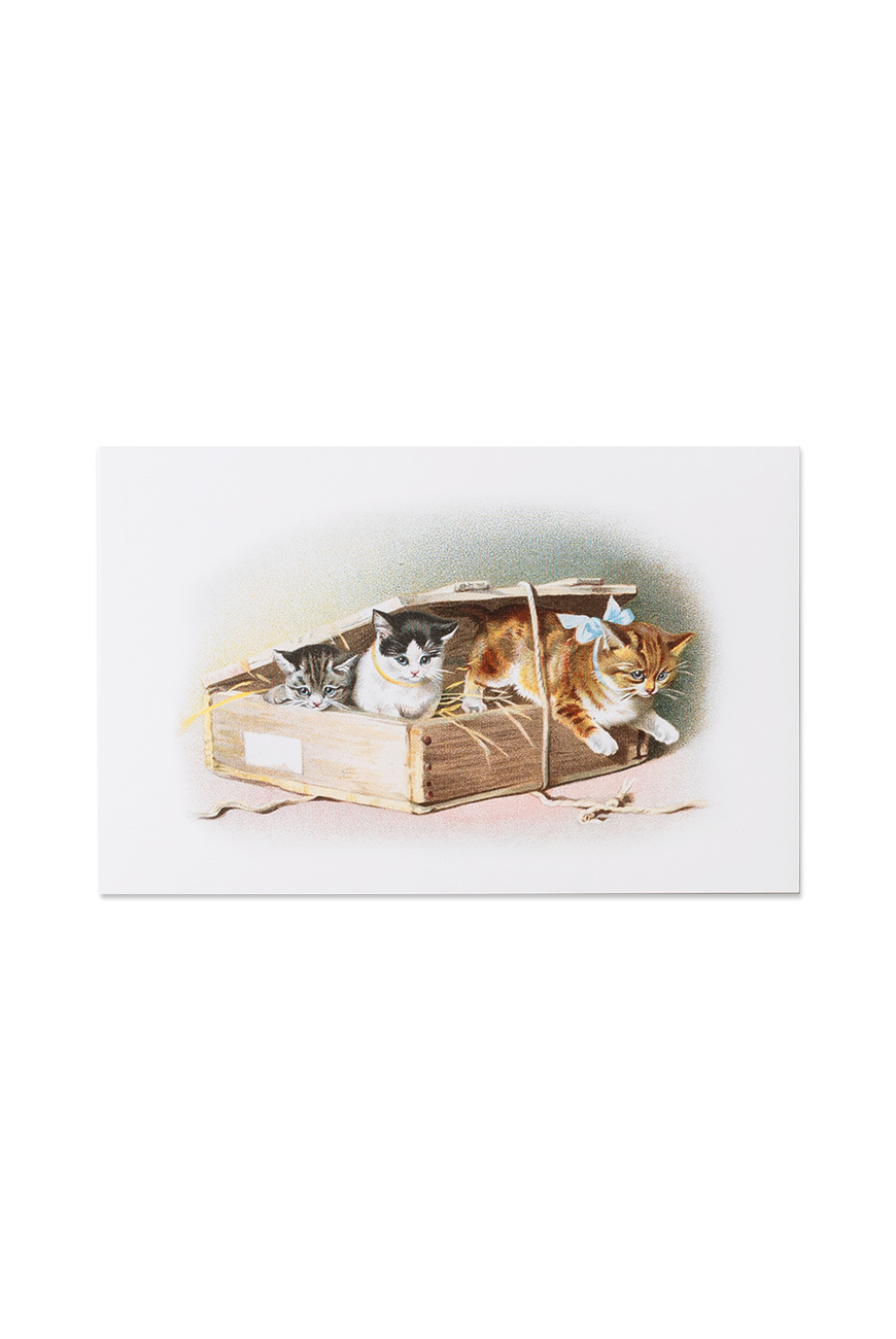 Postcard - Cats Box